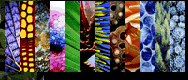 American Society of Plant Physiologists